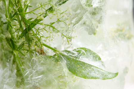 flowers and leaves in the ice