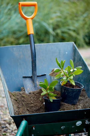 gardening tools and plants with soilの写真素材