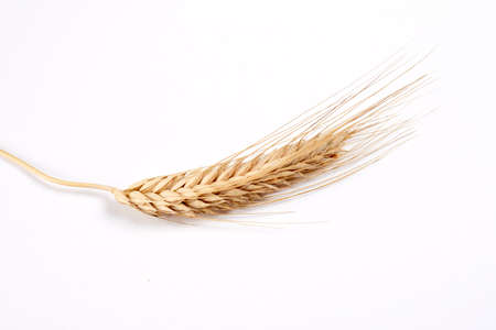gold nature wheat on whiteの写真素材
