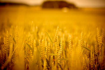 Yellow grain ready for harvest growing in a farm field