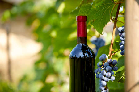 Still life of grapes in a garden.の写真素材