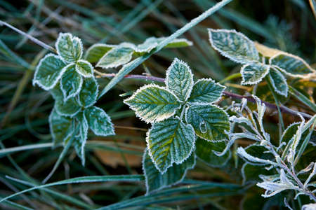 Close-up of beautiful frost on the grass and leaves frosty misty autumn morning
