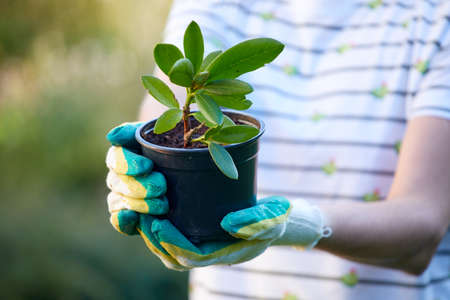 young woman with fresh plantの写真素材