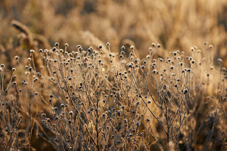 Close-up of beautiful frost on the grass and leaves frosty misty autumn morningの写真素材