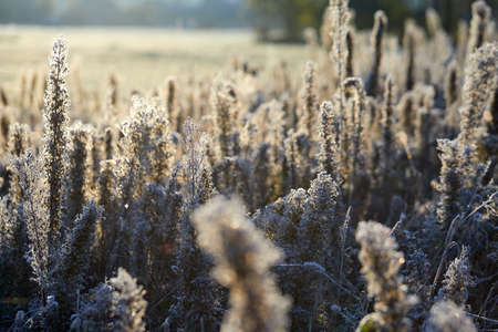 Close-up of beautiful frost on the grass and leaves frosty misty autumn morningの写真素材