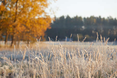 Close-up of beautiful frost on the grass and leaves frosty misty autumn morningの写真素材