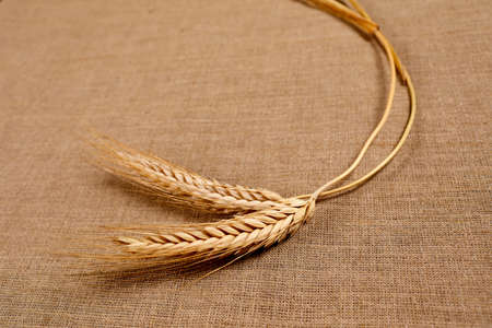 Gold wheat spikelets isolated on brown backgroundの写真素材