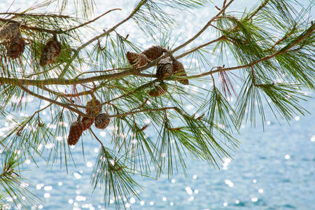 old pines on the beachの写真素材
