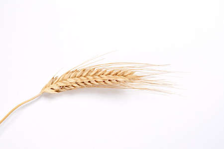 Gold wheat spikelets isolated on white backgroundの写真素材