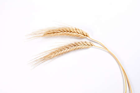 Gold wheat spikelets isolated on white backgroundの写真素材