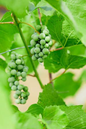 Bunch of fresh green grapes growing on vineyard.の写真素材