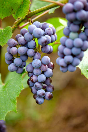 blue grapes in the gardenの写真素材