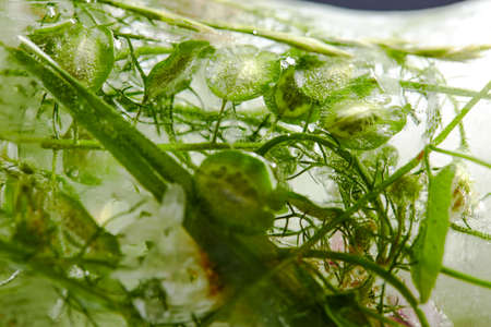 flowers and leaves in the iceの写真素材