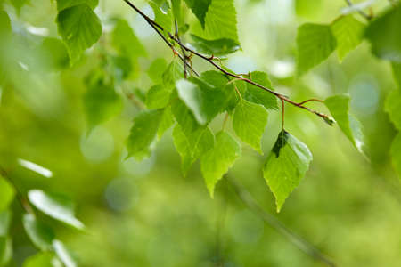 Green leaves on the sky backgroundの写真素材