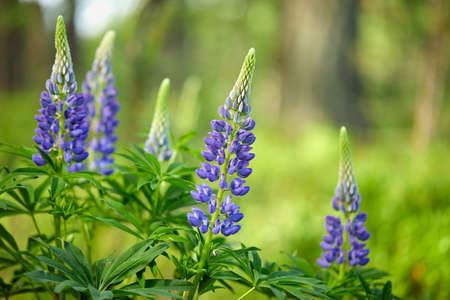 A bunch of pink lupinus flowerの写真素材