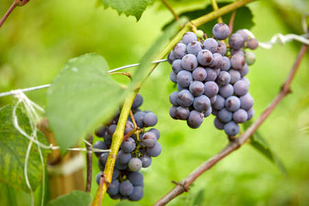 blue grapes in the gardenの写真素材