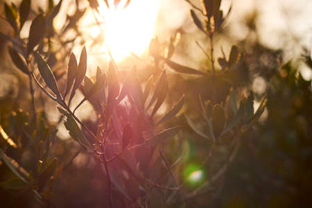 summer plants over sunny lightsの写真素材