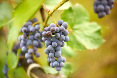 blue grapes in the gardenの写真素材