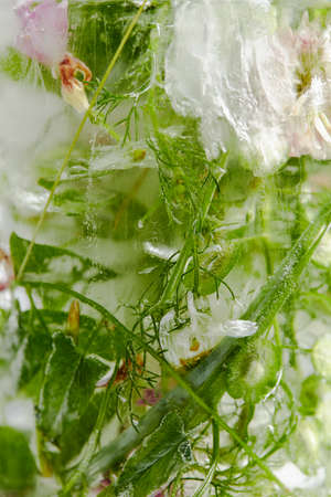 flowers and leaves in the iceの写真素材