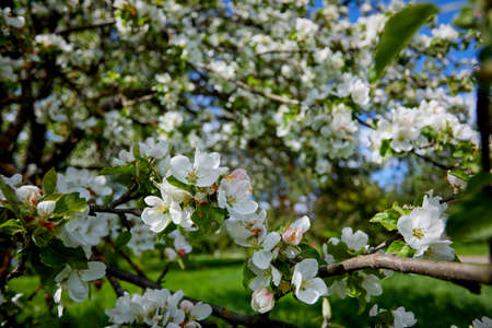 spring tree with white flowersの写真素材