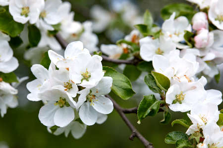 spring tree with white flowersの写真素材
