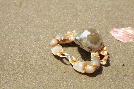 crab on the sand beach
