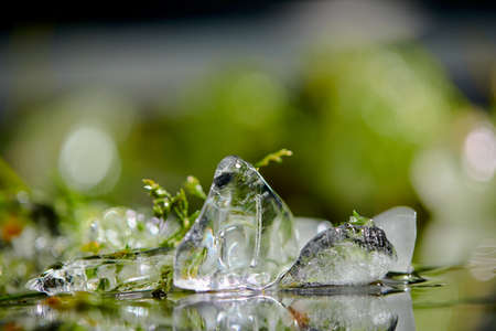 ice cube and green plantsの写真素材