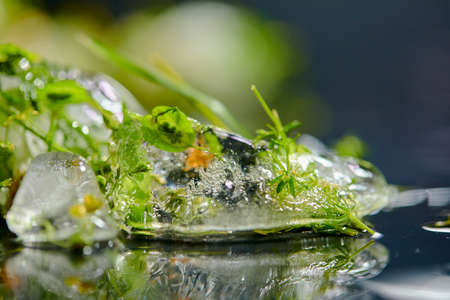 ice cube and green plantsの写真素材