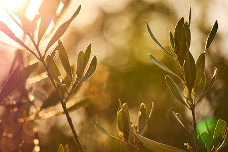 summer plants over sunny lightsの写真素材