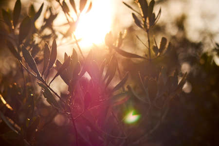 summer plants over sunny lightsの写真素材
