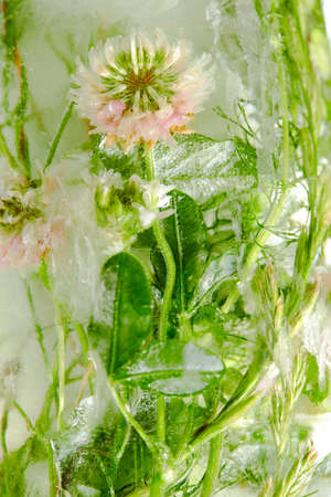 flowers and leaves in the iceの写真素材