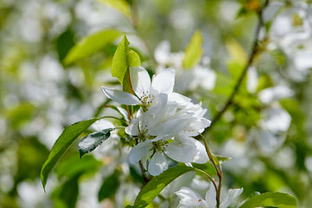 spring tree with white flowersの写真素材