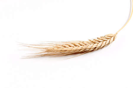 Wheat grain ear or spike plantの写真素材