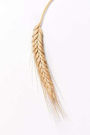 Wheat grain ear or spike plantの写真素材