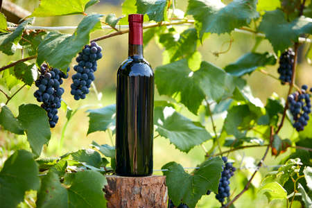 wine bottle and blue grapesの写真素材