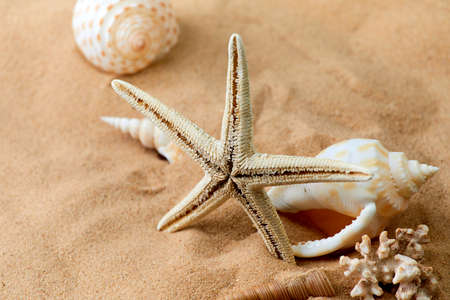 sea star and shells on the sandの写真素材