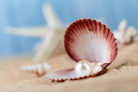 Shell with a pearl closeup
