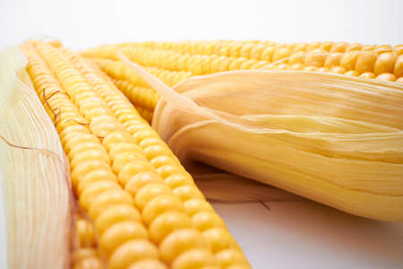 fresh corn on the whiteの写真素材