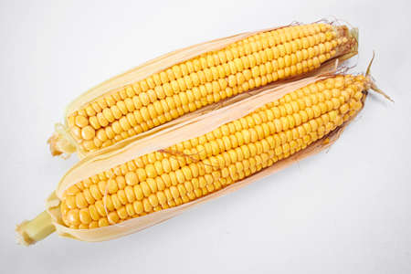fresh corn on the whiteの写真素材