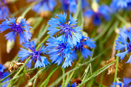 blue cornflowers in the gardenの写真素材