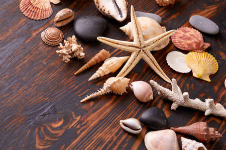 shells on the wooden backgroundの写真素材
