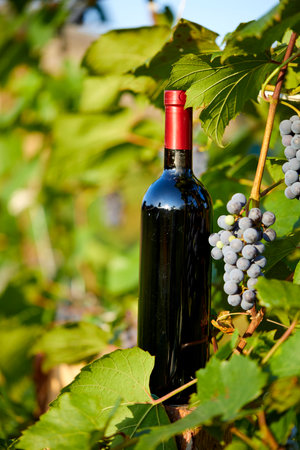 wine bottle and blue grapesの写真素材