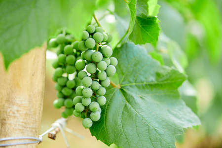 green grapes in the gardenの写真素材