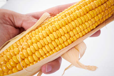 fresh corn on the whiteの写真素材