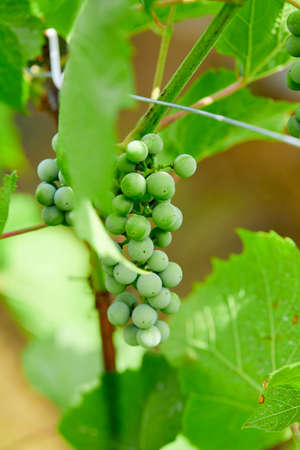 green grapes in the gardenの写真素材