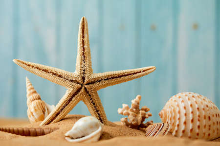 sea star and shells on the sandの写真素材