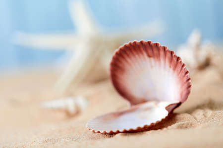 Shell with a pearl closeupの写真素材