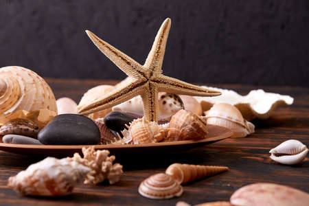 shells on the wooden backgroundの写真素材