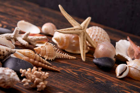 shells on the wooden backgroundの写真素材