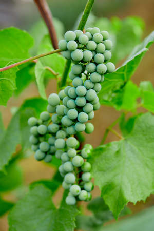 green grapes in the gardenの写真素材